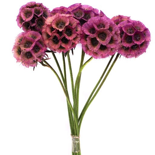 [SCA/0820T] SCA/0820T Scabiosa  stabilisierte Lila 10 stammzelle