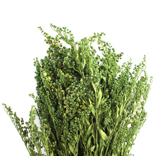 [SOL/0104] SOL/0104 Solidago stabilisierte Grün 40-60 cm