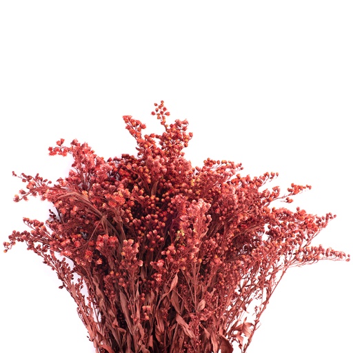 [SOL/0204] SOL/0204 Solidago stabilisierte Burgund 40-60 cm