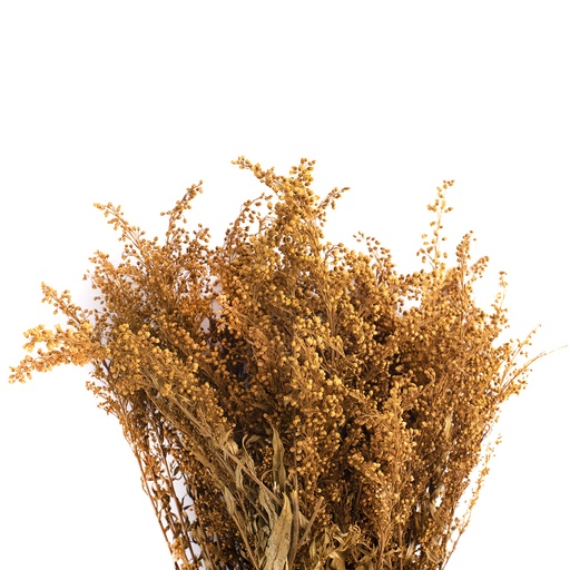 [SOL/0304] SOL/0304 Solidago stabilisierte Gelb 40-60 cm