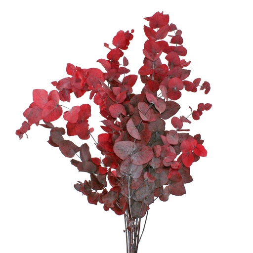[STU/0204T] STU/0204T Eukalyptus Stuartiana stabilisierte Rot 50-80 cm