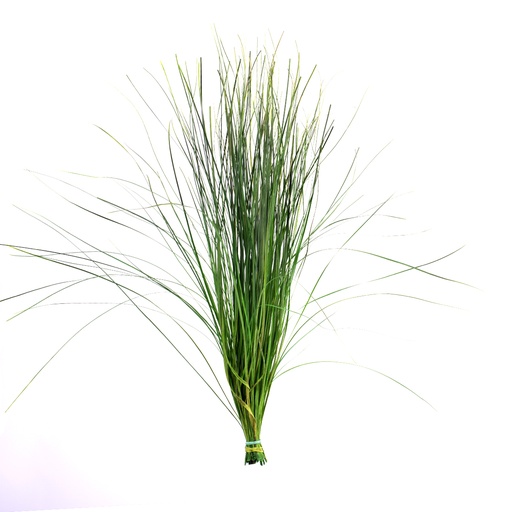 [BEA/0105] BEA/0105 Bear Grass preserved Green 50-60 cm