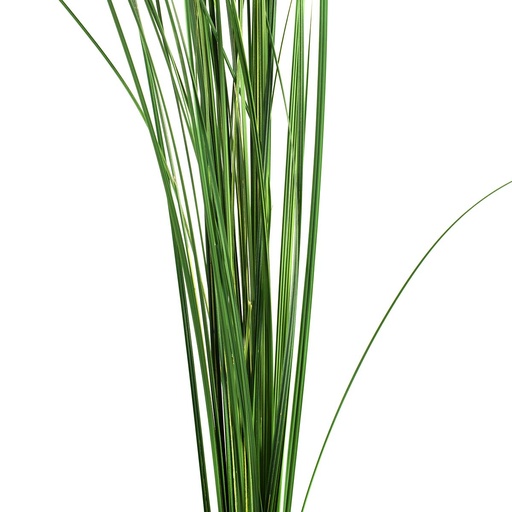 [GIN/9105] GIN/9105 Ginerium stabilisierte Grün 80-120 cm