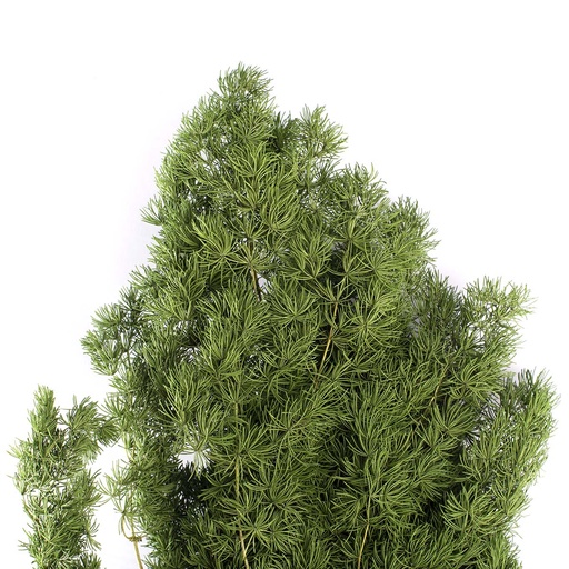 [MIN/0103] MIN/0103 Ming Fern stabilisée Vert 30-50 cm
