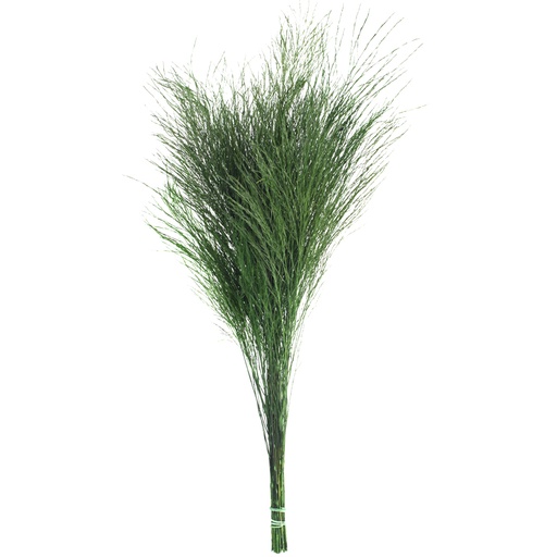 [TIK/0104] TIK/0104Tiki - Tree Fern preserved Green 40-50 cm