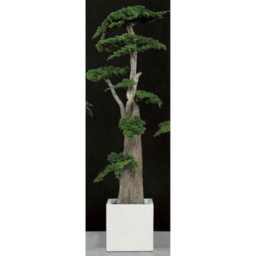 [JJU/0116] JJU/0116 Jumbo Bonsaï Juniperus Arbre Stabilisé Fukuoka – Vert, 160 cm Hauteur | Arbre Décoratif d’Intérieur