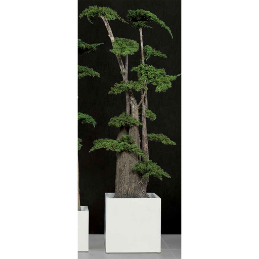 [JJU/0119] JJU/0119 Jumbo Bonsaï Arbre Stabilisé Fukuoka – Vert, 190 cm Hauteur | Arbre Décoratif d’Intérieur
