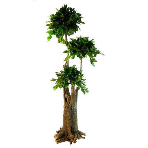 [JSA/0119] JSA/0119 BonsaI tree preserved Green Africa Salal 1,90 m
