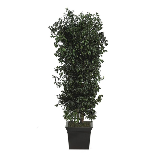 [API/0118] API/0118 Cespugliosa albero stabilizzato Verde Pittosporo  altezza 180 cm
