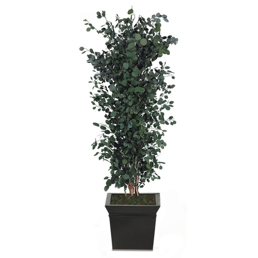 [APO/0124] APO/0124 Arbre touffus stabilisé Vert Populus hauteur 240 cm