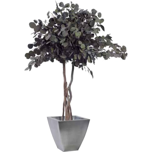 [CPO/0113] CPO/0113 Mushroom Populus Preserved Tree – Green, 130 cm Height | Indoor Decorative Tree