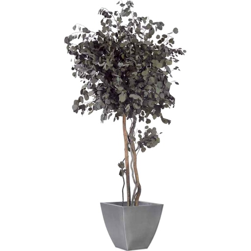 [CPO/0124] CPO/0124 Mushroom tree preserved Green Populus height 240 cm