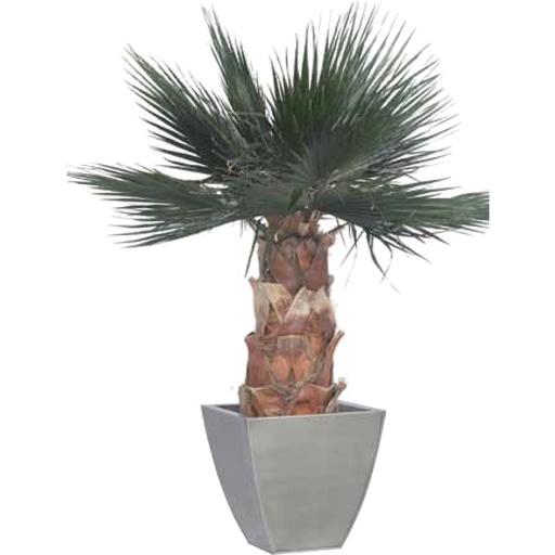[KWA/0140] KWA/0140 Palm Washingtonia Preserved Tree – Green Kit, 140 cm Height | Indoor Decorative Tree