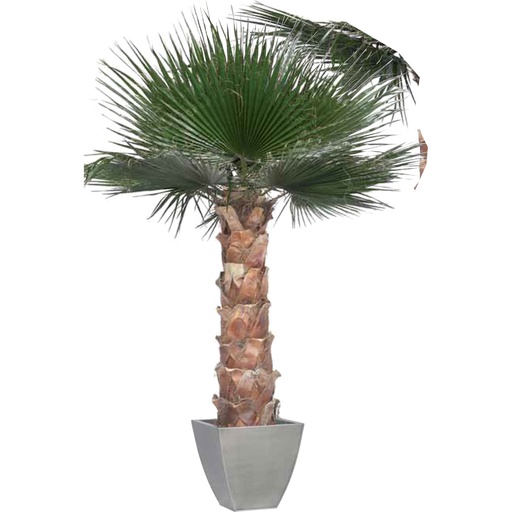 [KWA/0190] KWA/0190 Palme stabilisiert Grün Kit Washingtonia Höhe 190 cm