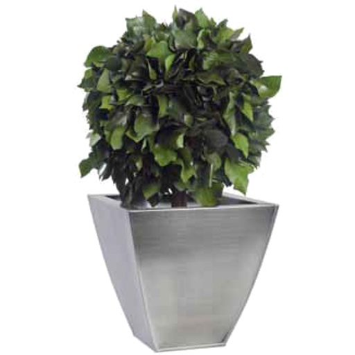 [BHE/0104] BHE/0104 Topiary-Baum stabilisiert Grün Hedera (Ivy) diam 30 cm