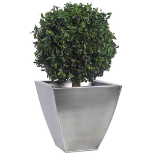 [BPI/0104] BPI/0104 Topiary tree preserved Green Pittosporum diam 30 cm