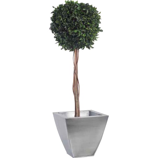 [BPI/0110] BPI/0110 Topiary tree preserved Green Pittosporum diam 30 cm height 100 cm