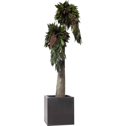 [JCO/0119] JCO/0119 Totem preserved Green Imperio Coculus height 1,90 m