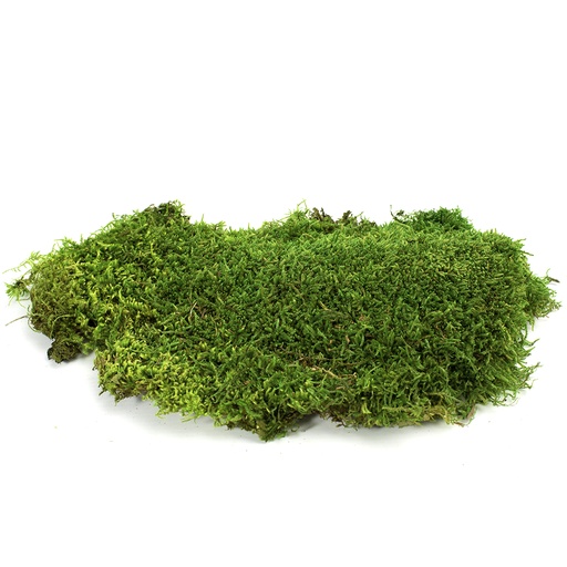 [MOU/2250] MOU/2250 Muschio di bosco piatto stabilizzato - Scatola sfusa da 2,5 kg - Verde