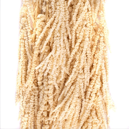 [AMA/4004] AMA/4004 Amaranthus Preserved White 40-70 cm