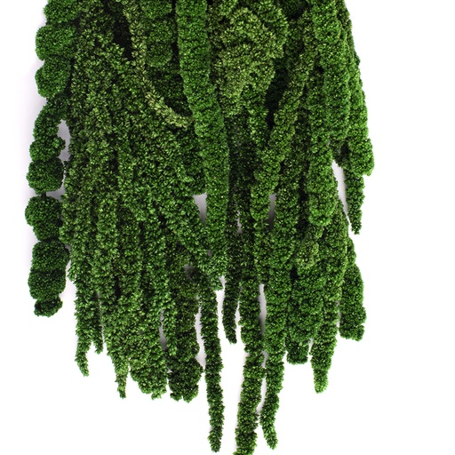 [AMA/4104] AMA/4104 Amaranthus Preserved Green 40-70 cm