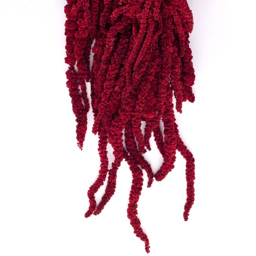 [AMA/4834] AMA/4834 Amaranthus Preserved Burgundy 40-70 cm