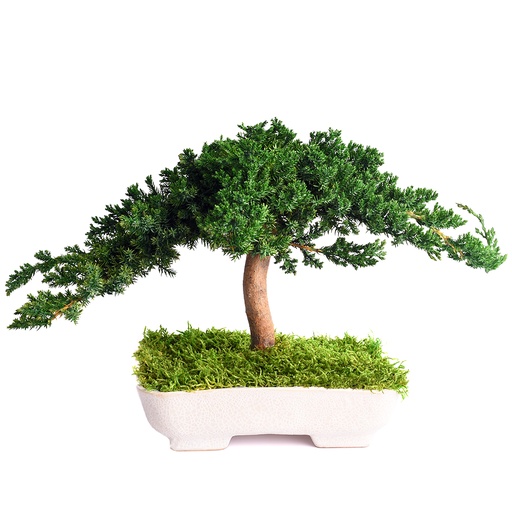 [BJU15] BJU15 Bonsai Juniperus Preserved Tree – Green, 15 cm Height| Indoor Decorative Tree