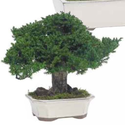 [BJU25] BJU25 BonsaI tree preserved Green Juniperus 25 cm