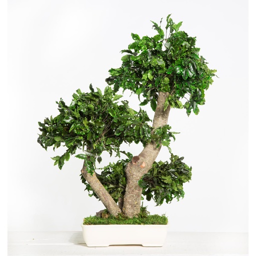 [BPI50] BPI50  Bonsai Pittosporum Preserved Tree – Green, 50 cm Height | Indoor Decorative Tree