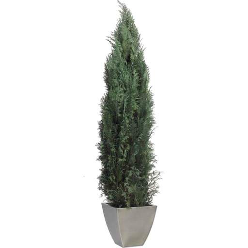 [COL/0116] COL/0116 Thuja Columnaris conifer Preserved Tree – Green, 1,6-1,8 m Height | Indoor Decorative Tree