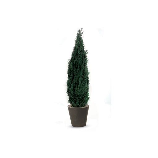 [COL/0120] COL/0120 Albero di Thuja stabilizzato Verde Columna conifera altezza 2,0-2,2 m