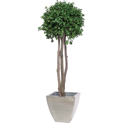 [CPI/0115] CPI/0115 Mushroom tree preserved Green Pittosporum height 150 cm
