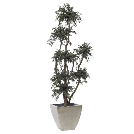 [MPA/0119] MPA/0119 Bonsaï stabilisé Vert 7 sphere (20 diam. cm) Parvifolia Topiary 1,9 m