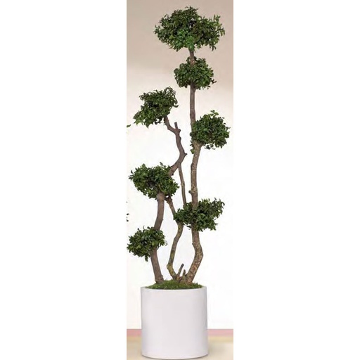 [MPI/0119] MPI/0119 BonsaI-Baum stabilisiert Grün 7 sphere (20 diam. cm) Pitosporum Topiary 1,9 m