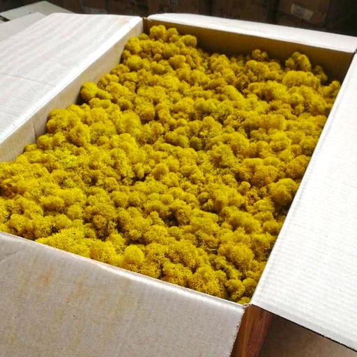 [LIR/4051] LIR/4051 Lichen stabilisée Orange Box 4 kg