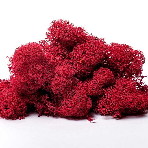 [LIR/0569] LIR/0569 Lichen stabilisée Fuchsia W-Box 0,5 kg