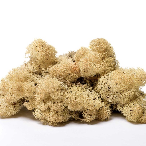 [LIR/0556] LIR/0556 Lichene stabilizzato Naturale-Pulito - scatola con 0,5 kg