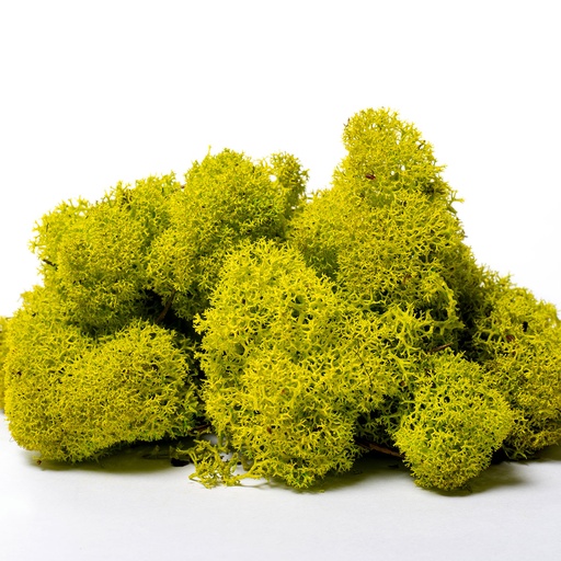 [LIR/0555] LIR/0555 Lichen stabilisée Vert Citron W-Box 0,5 kg