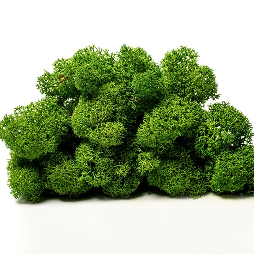 [LIR/0554] LIR/0554 Preserved Lichen Dark Green - Clean - W-Box 0,5 kg