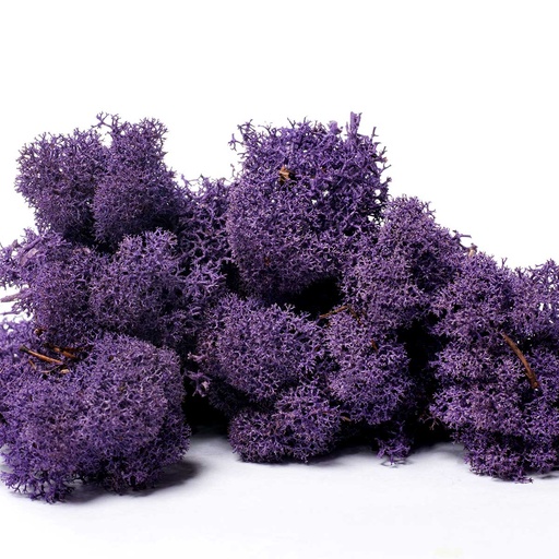 [LIR/0567] LIR/0567 Lichen stabilisée Violet W-Box 0,5 kg