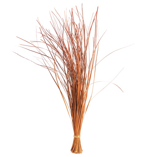 [BEA/0505] BEA/0505 Erba dell'Orso stabilizzato Arancia 50-60 cm