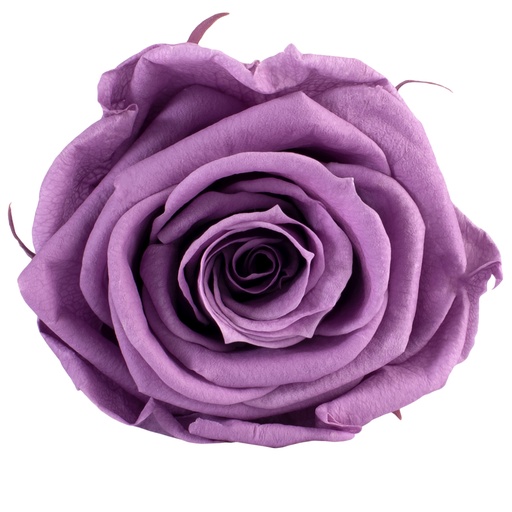 [RST/2830] RST/2830 Têtes de Roses Standard stabilisée Lilas W-Box 6 têtes