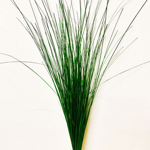 [GIN/4010T] GIN/4010T Stabilizzato Ginerium Verde 80-120 cm