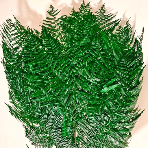 [FEE/0190T] FEE/0190T Fern Grand preserved Green 40-50 cm