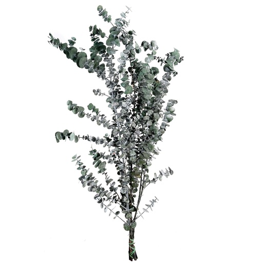 [BBL/4103T] BBL/4103T Baby Blue Eucalyptus stabilisée Vert 40-80 cm