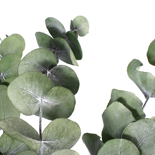 [CIN/9105T] CIN/9105T Cinerea Eucalyptus stabilisée Vert 50-80 cm