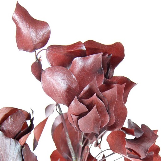 [HED/4203T] HED/4203T Hedera Arborea stabilisierte Rot 30-60 cm