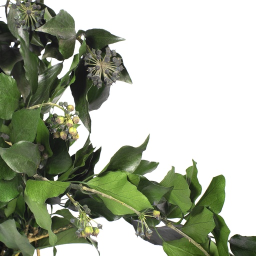 [HEF/4103T] HEF/4103T Hedera Arborea mit Früchten stabilisierte Grün 30-60 cm
