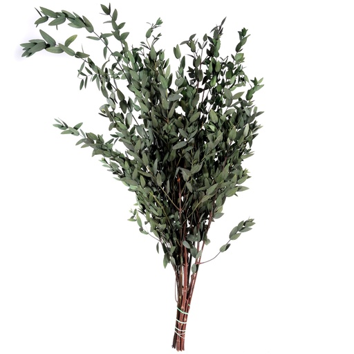 [PAR/0104T] PAR/0104T Preserved Parvafolia Green 40-80cm