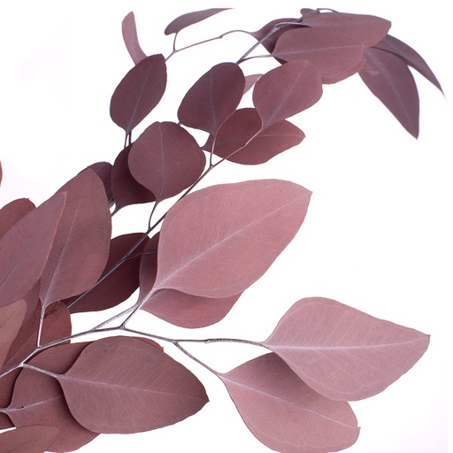 [POP/0204T] POP/0204T Populus Eucalyptus stabilisée Rouge 40-80 cm